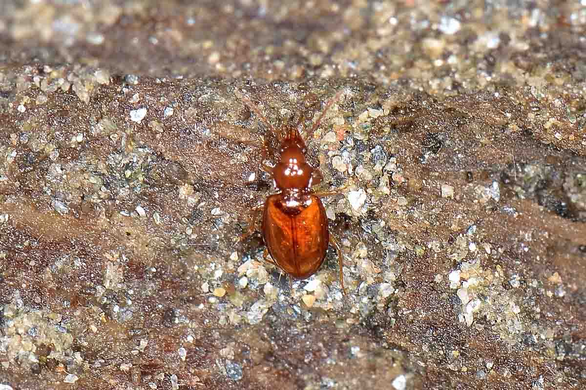 Porotachys bisulcatus (Carabidae)  - Avigliana (TO)